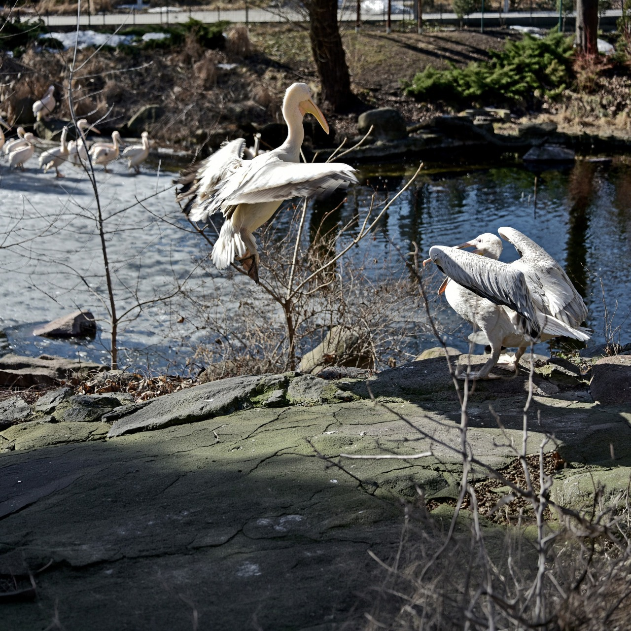 Початок сезону весняних переселень у КиївЗоо: на воду повернулися пелікани