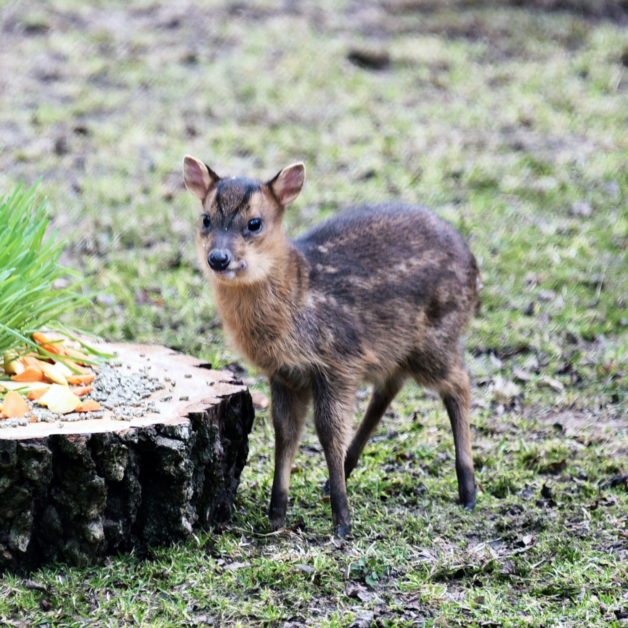 Фото: КиївЗоо