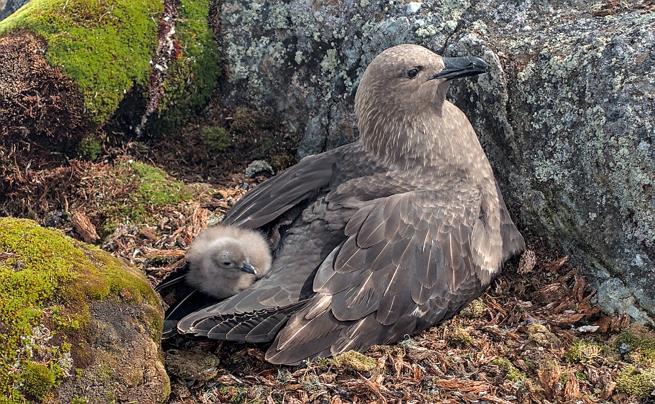 Номінація "Живі організми"