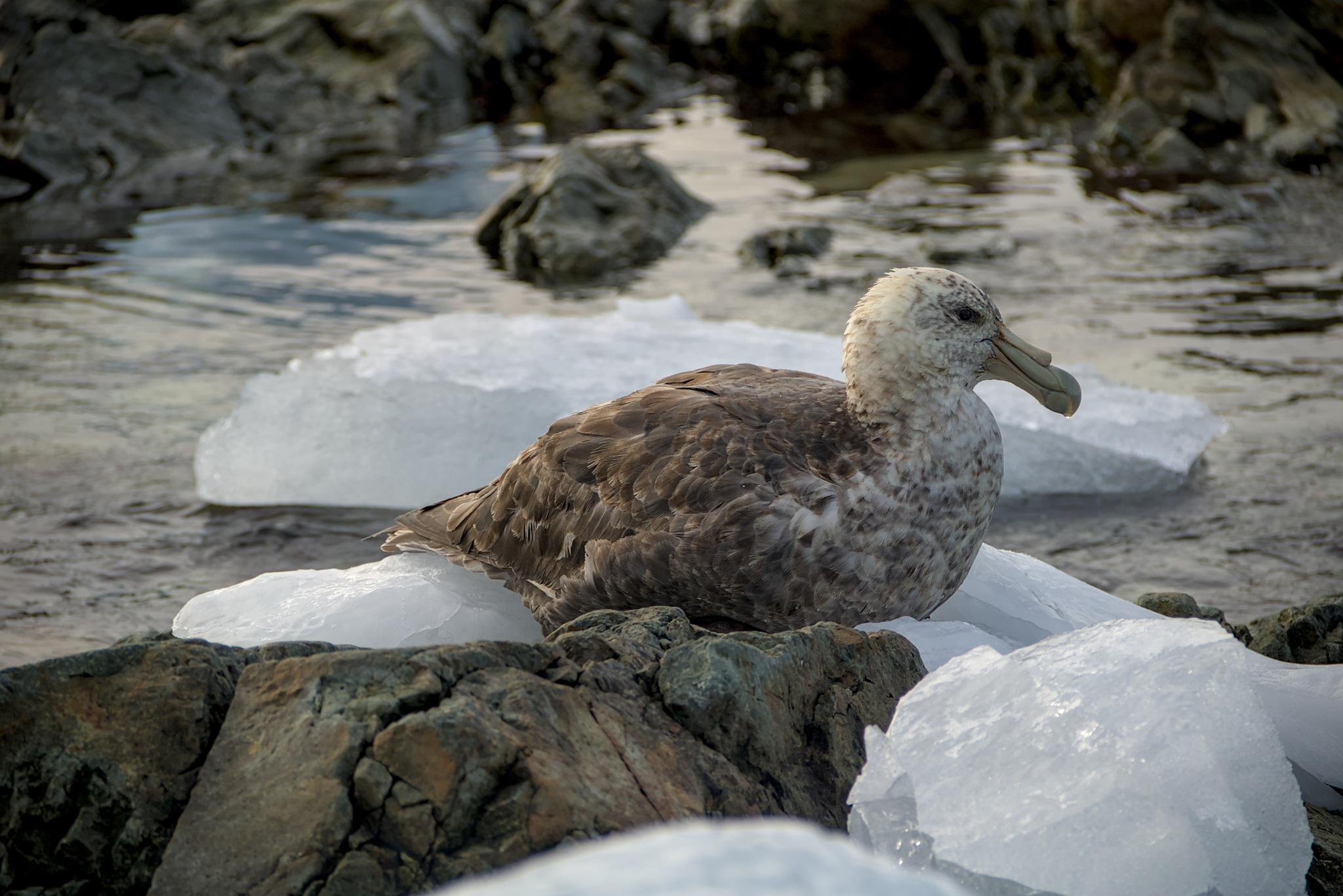 Номінація "Живі організми"