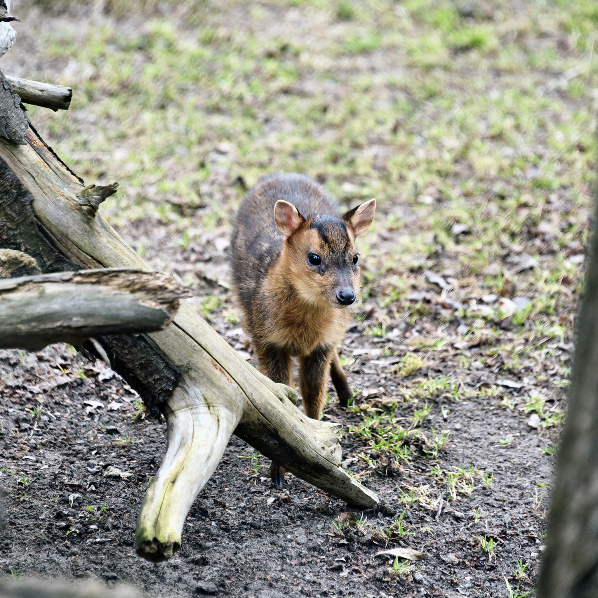 Фото: КиївЗоо