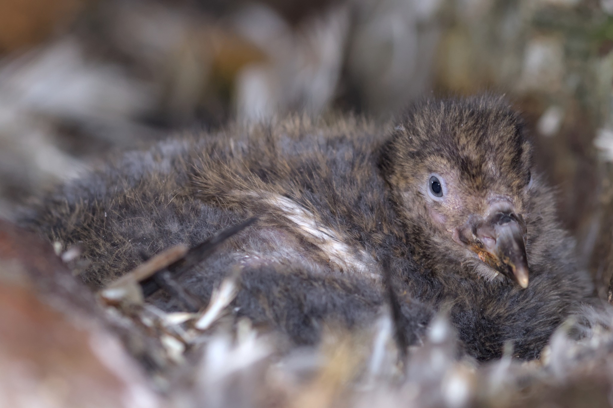 Номінація "Живі організми"