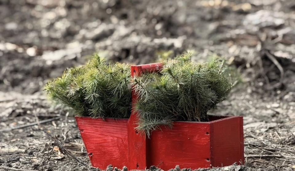 У Дарницькому лісництві відновлюють ділянку, пошкоджену російськими обстрілами