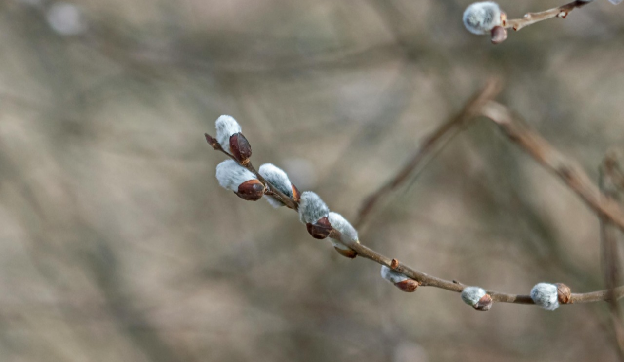 Хмарно, тепло до +16: якою буде погода у Києві наступного тижня
