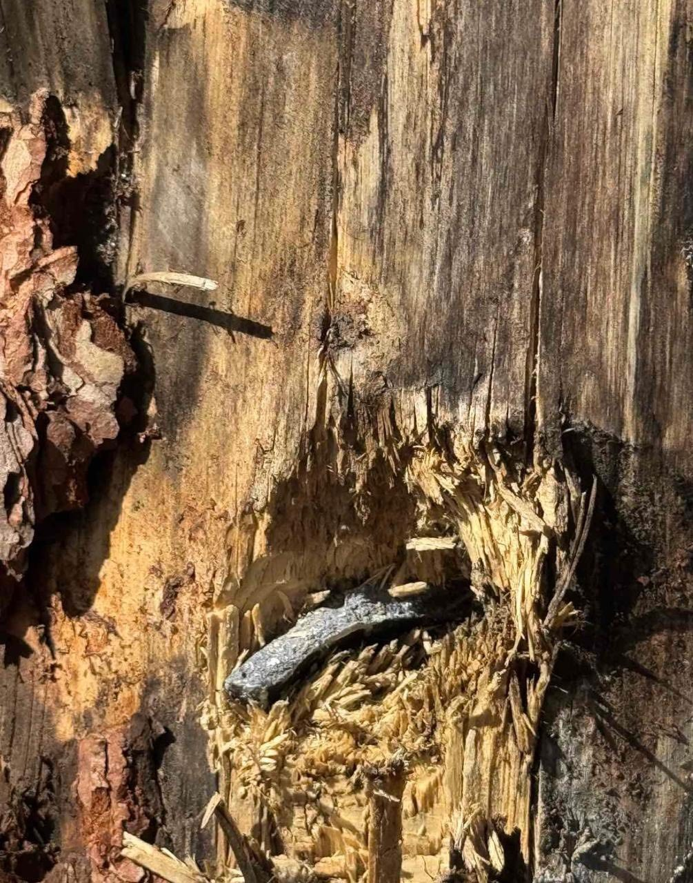 У Дарницькому лісництві в Києві відновлюють ділянку, пошкоджену російськими обстрілами