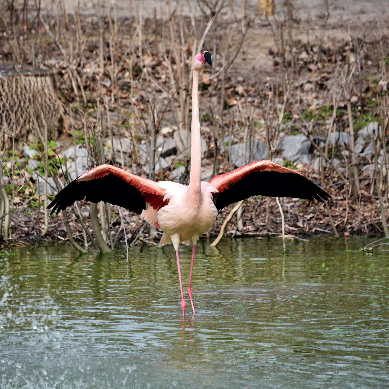 Рожеві фламінго Київського зоопарку повернулись на крейдяне озеро: фото