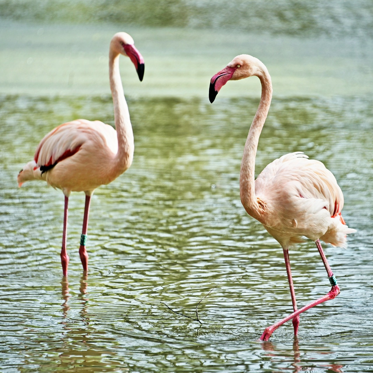 Рожеві фламінго Київського зоопарку повернулись на крейдяне озеро: фото