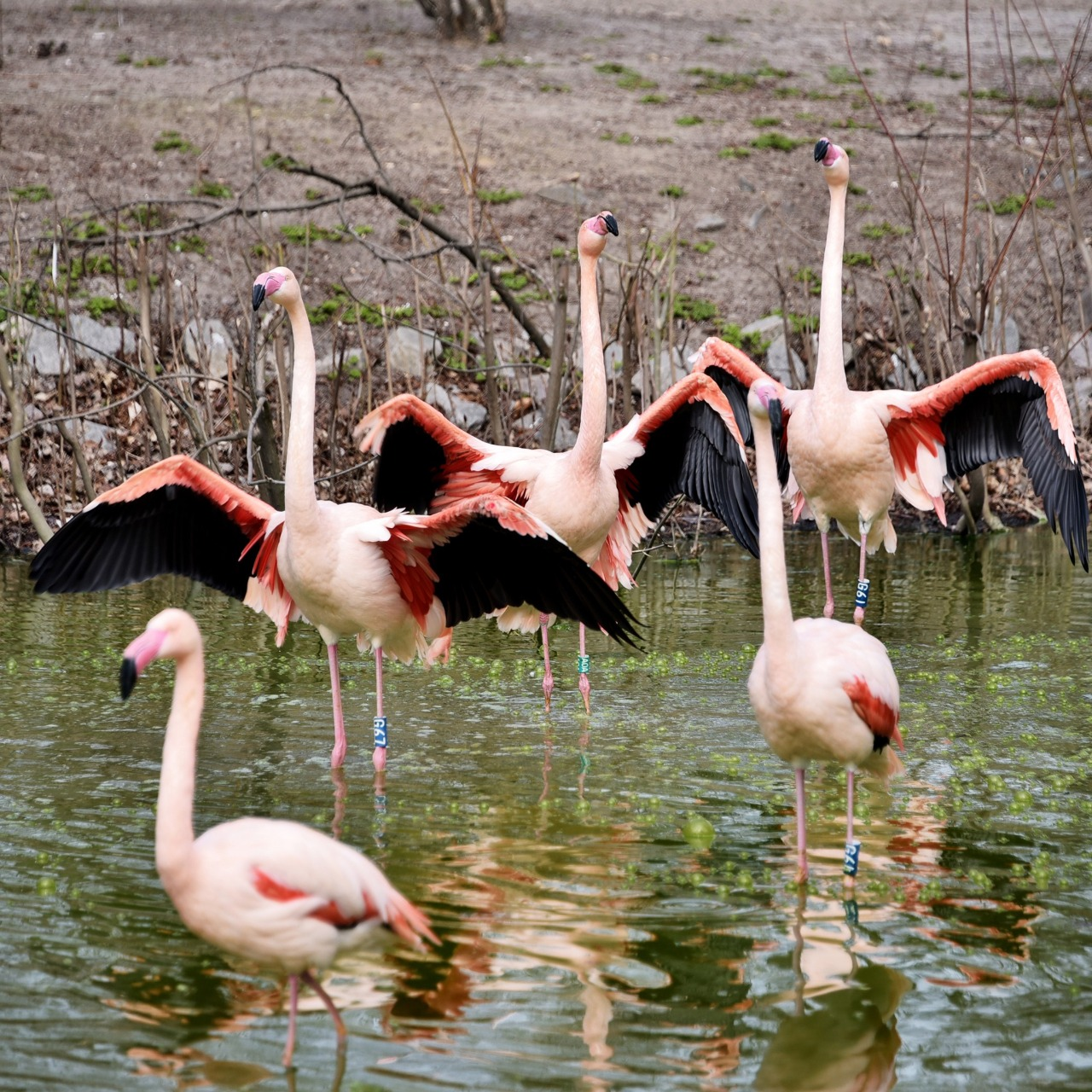 Фото: КиївЗоо Рожеві фламінго Київського зоопарку повернулись на крейдяне озеро: фото