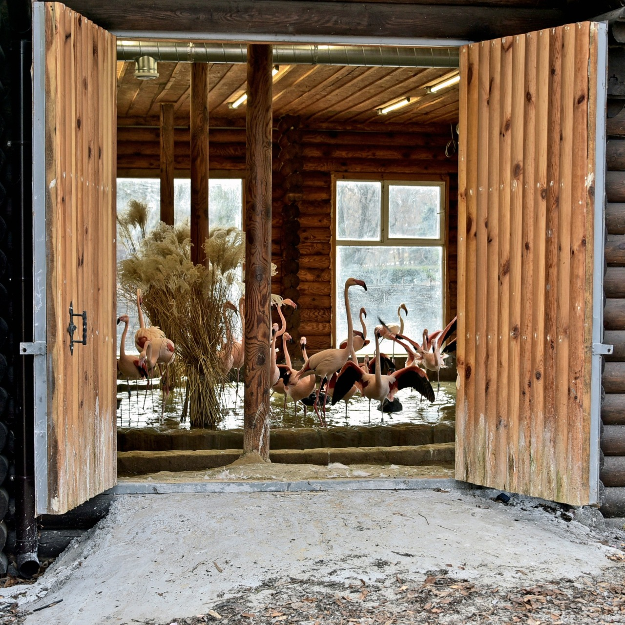 Рожеві фламінго Київського зоопарку повернулись на крейдяне озеро: фото