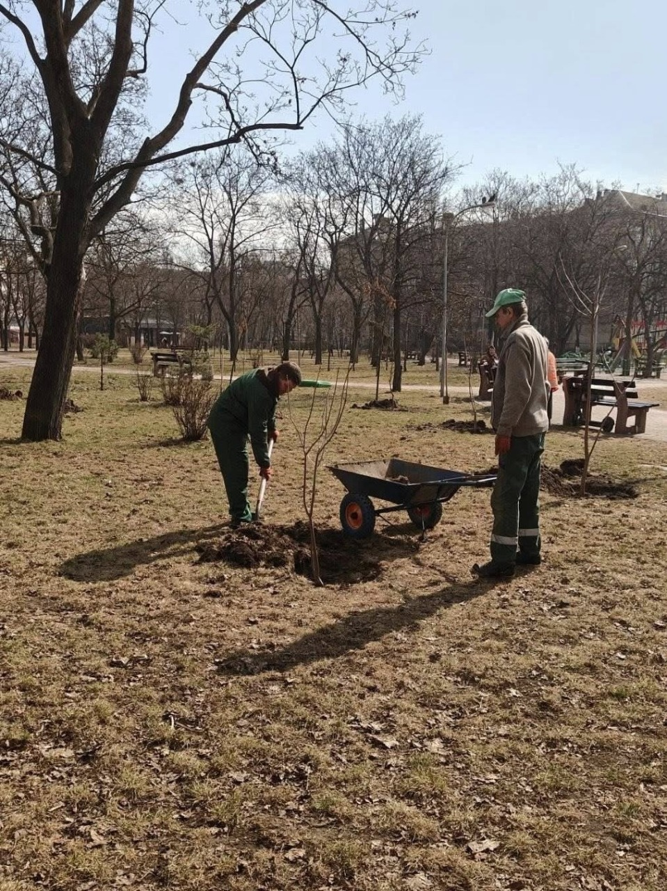 У зелених зонах на лівому березі Києва висадили нові дерева: фото