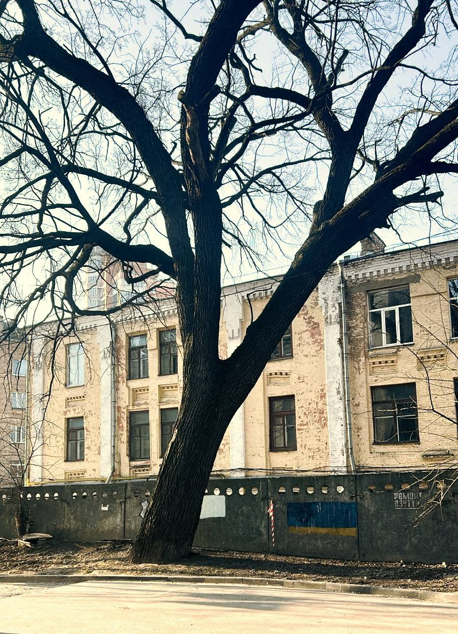 У Києві з’явилася нова ботанічна пам’ятка природи — віковий Дуб Миколи Пимоненка