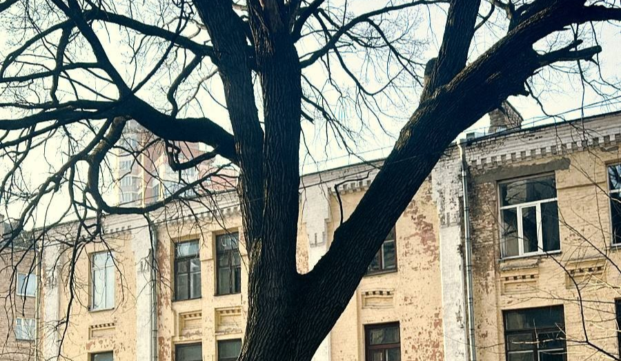 У Києві з’явилася нова ботанічна пам’ятка природи — віковий Дуб Миколи Пимоненка
