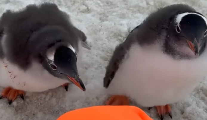 Молоді пінгвіни "атакували" українську біологиню з "Вернадського": відео