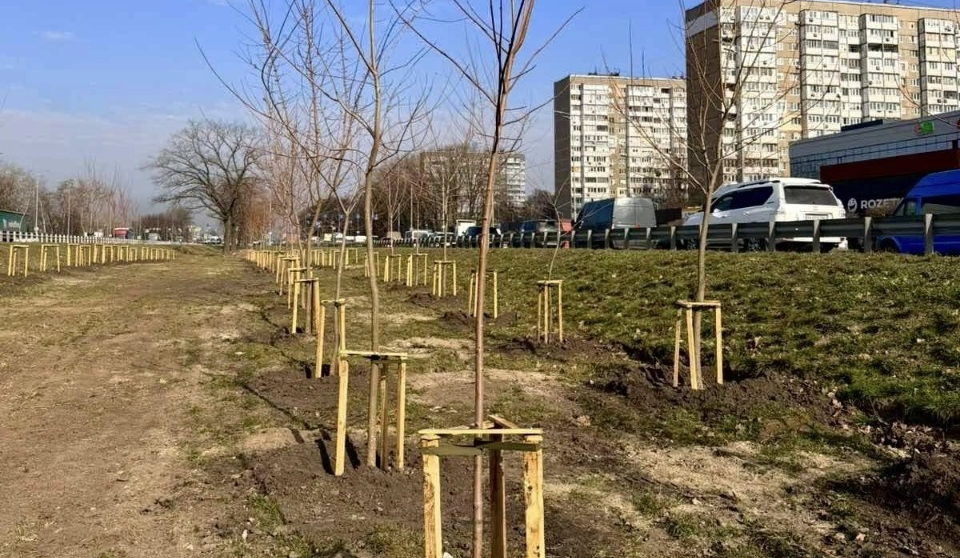 Весняна кампанія з озеленення: у Голосіївському районі висадили понад сотню кленів