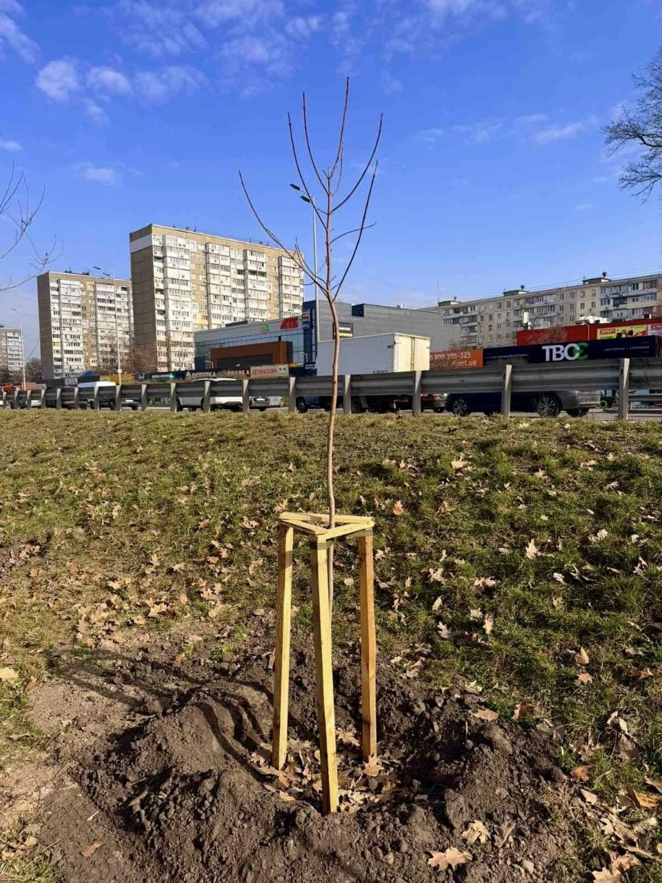 Весняна кампанія з озеленення: у Голосіївському районі Києва висадили понад сотню кленів