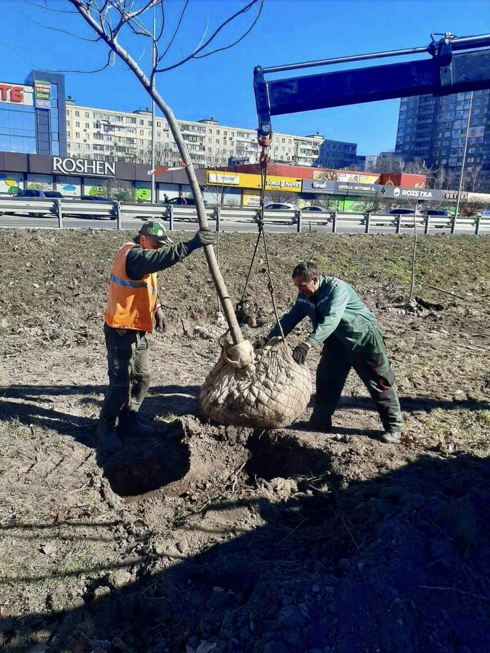Весняна кампанія з озеленення: у Голосіївському районі Києва висадили понад сотню кленів