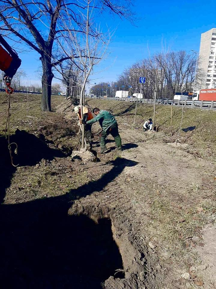Весняна кампанія з озеленення: у Голосіївському районі Києва висадили понад сотню кленів