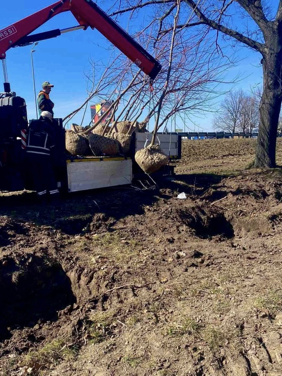 Весняна кампанія з озеленення: у Голосіївському районі Києва висадили понад сотню кленів