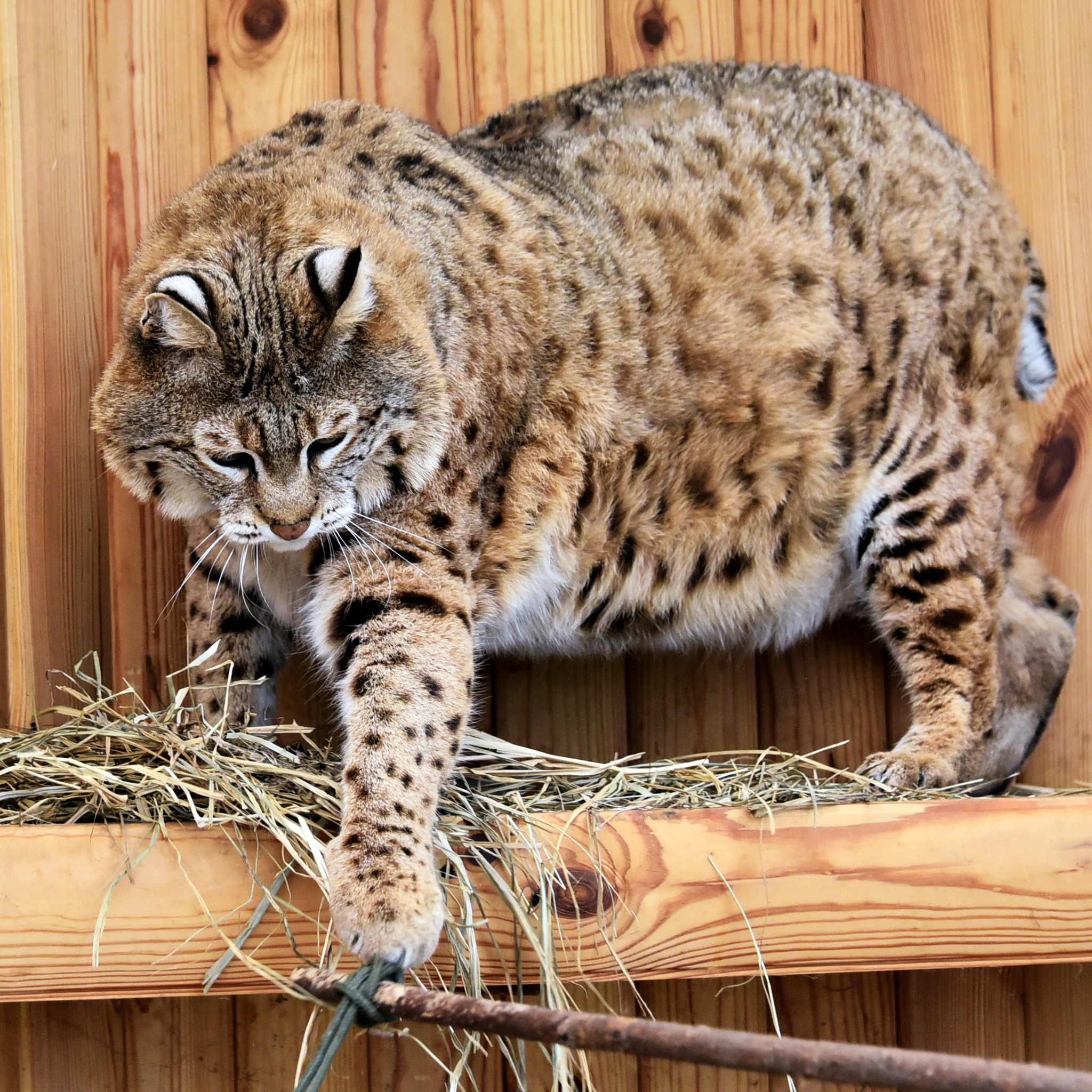 У КиївЗоо показали вгодованого рися Степана