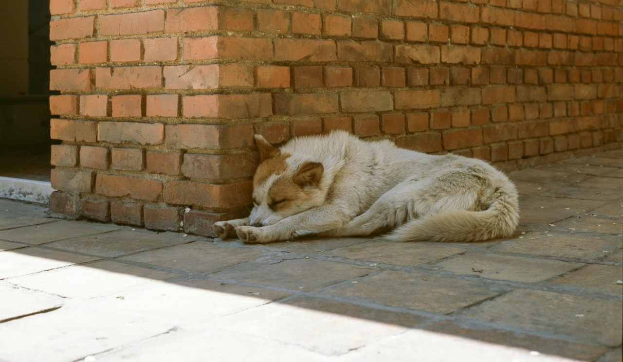 Під Києвом ввели карантин через зафіксований випадок сказу: що відомо