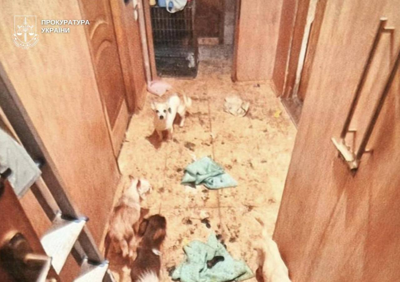 Утримувала лисицю та вовка в квартирі: киянці повідомили про підозру