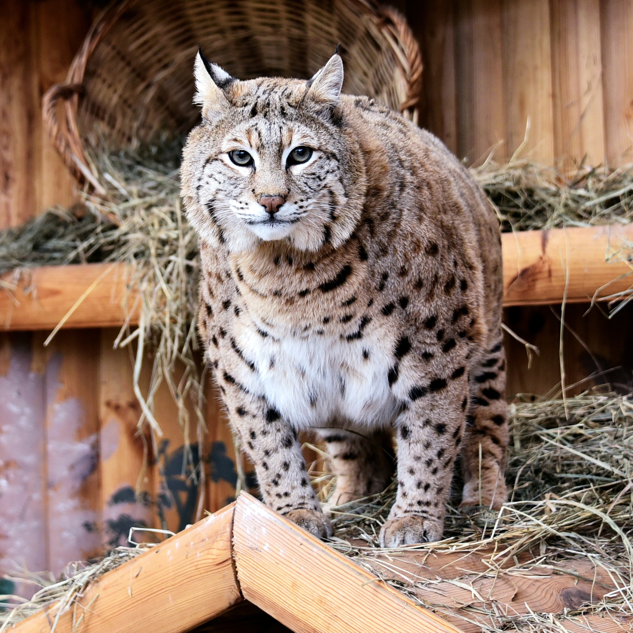 У КиївЗоо показали вгодованого рися Степана