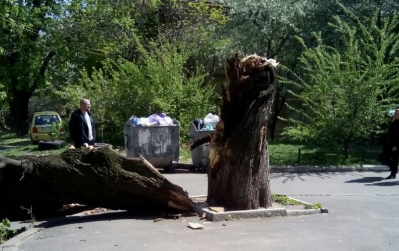 Сильний вітер у Києві повалив дерева на іномарку (фото)