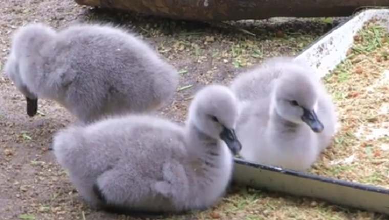 В столичном зоопарке показали птенцов черных лебедей (видео) 