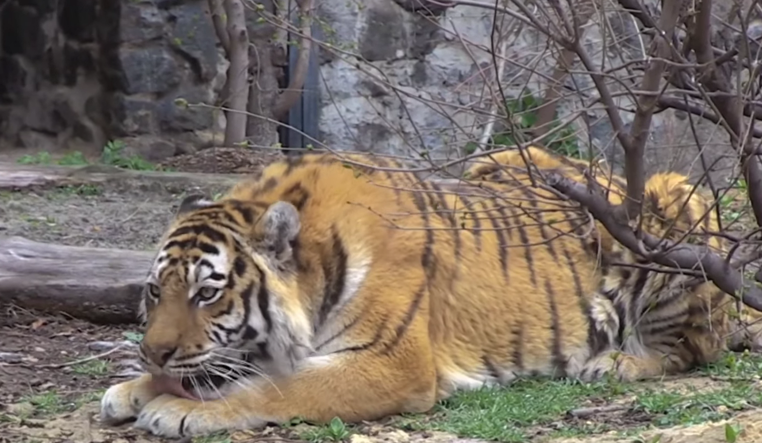 Врятована із Харкова тигриця Даліла вперше вийшла на вулицю у Київському зоопарку