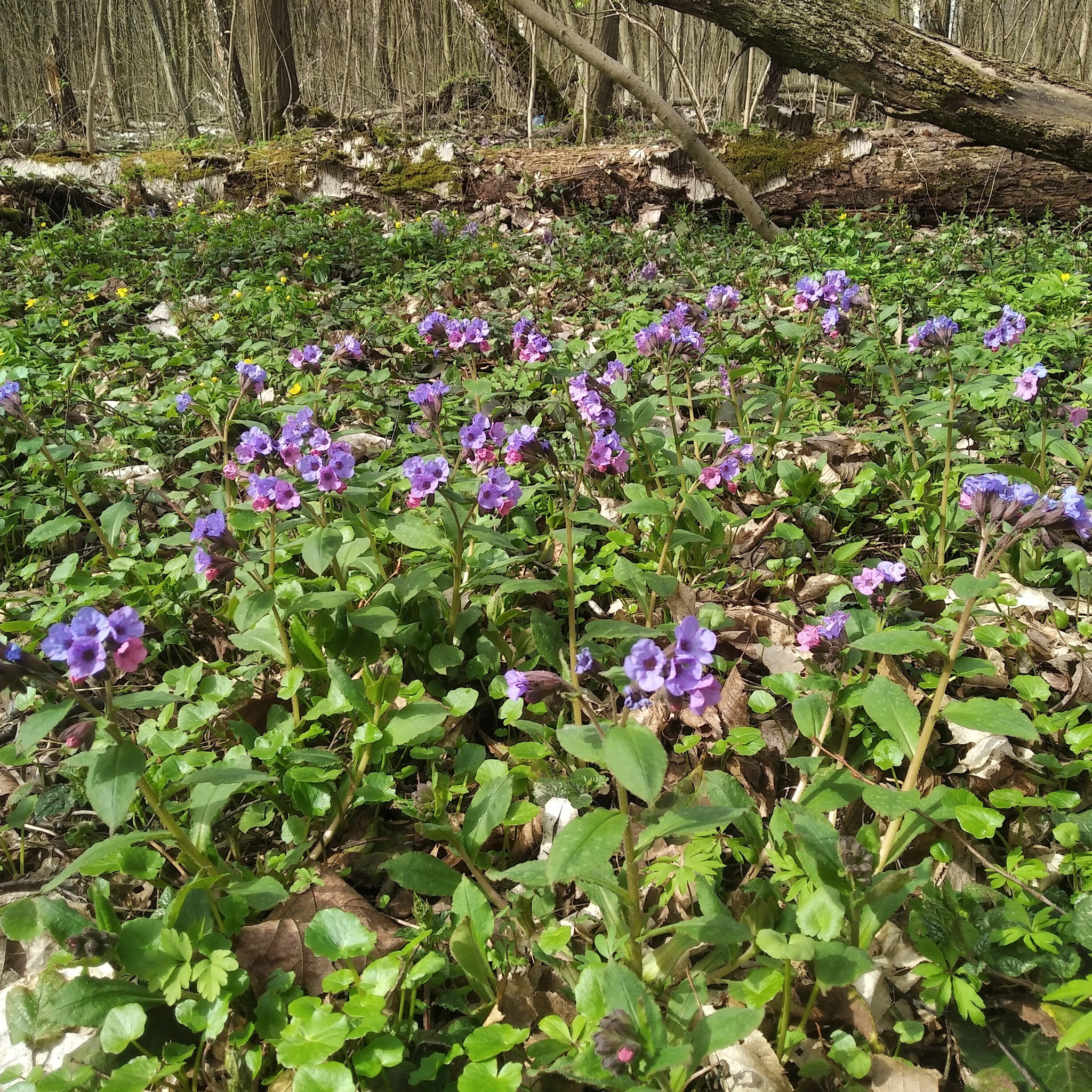 У Національному природному парку "Голосіївський" квітнуть первоцвіти