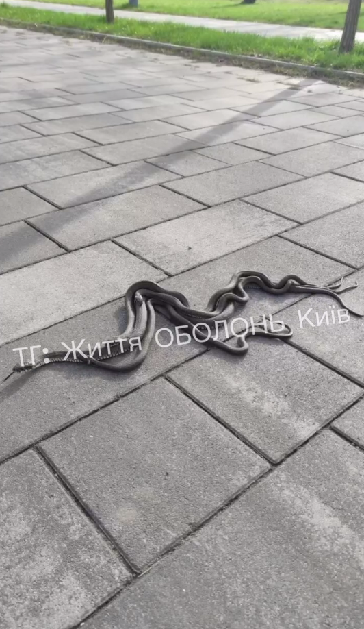 У Києві в парку Муромець прокинулись змії, фото, відео
