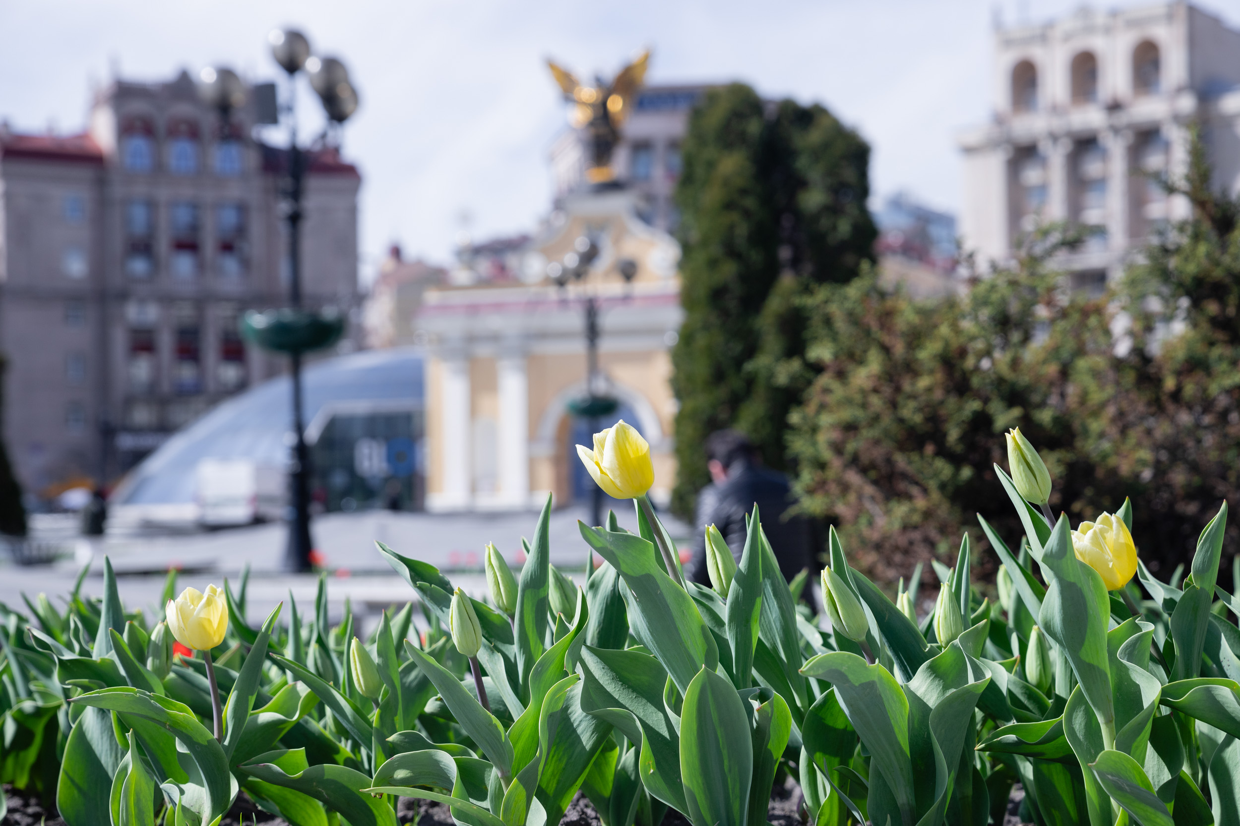 У Києві починають квітнути тюльпани