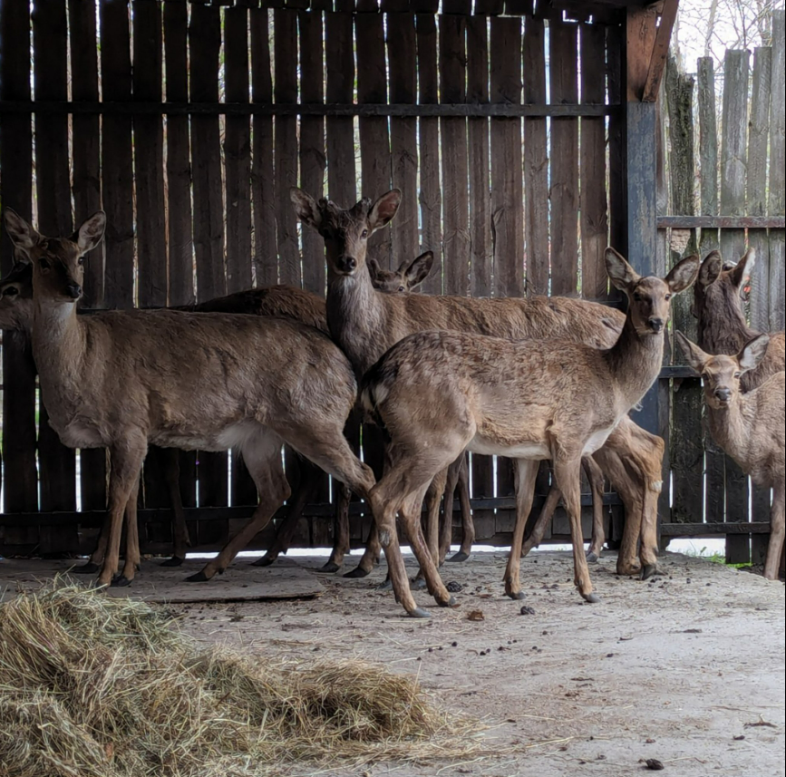 Проходять реабілітацію: врятовані від контрабанди олені оселились в Київському зоопарку