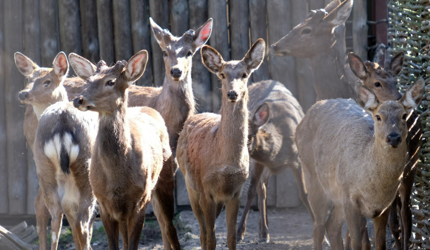 Олені, яких врятували від контрабанди, оселились у Київському зоопарку