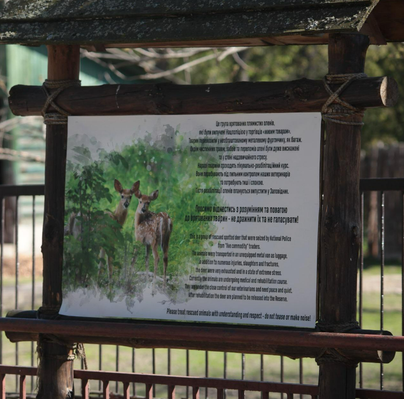 У Київському зоопарку реанімували контрабандних оленів: в якому стані тварини