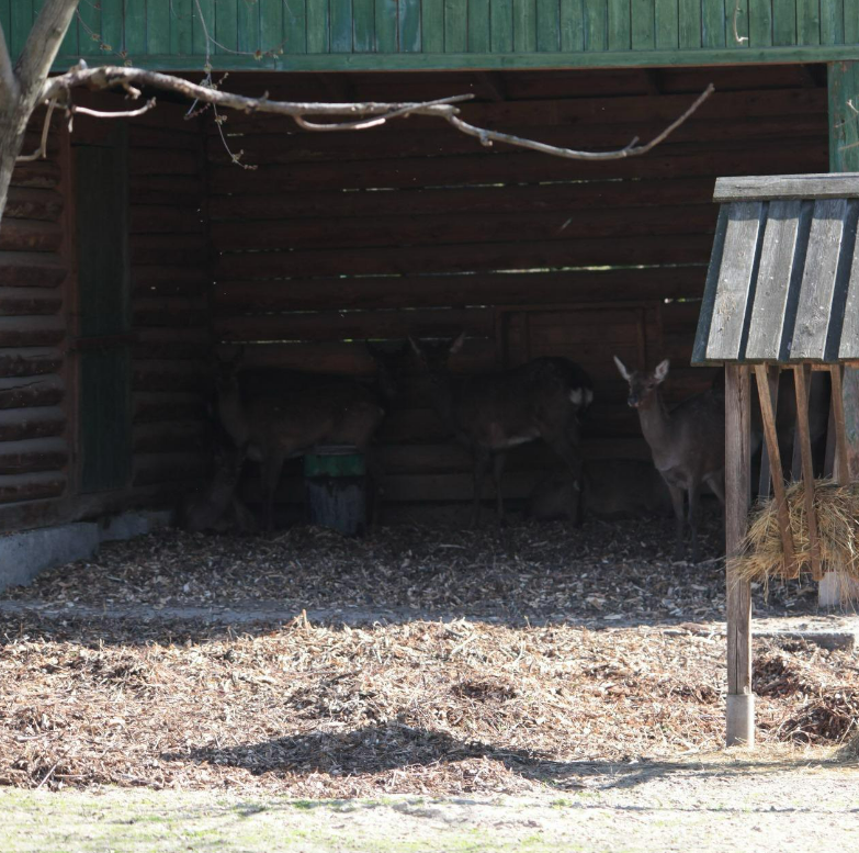 У київському зоопарку розповіли про стан врятованих від контрабандистів оленів
