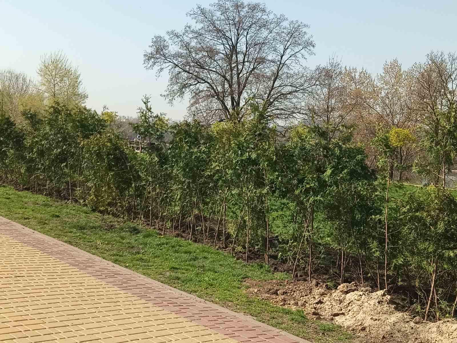 У Дніпровському районі Києва висадили 100 нових кущів спіреї та живу огорожу з туй