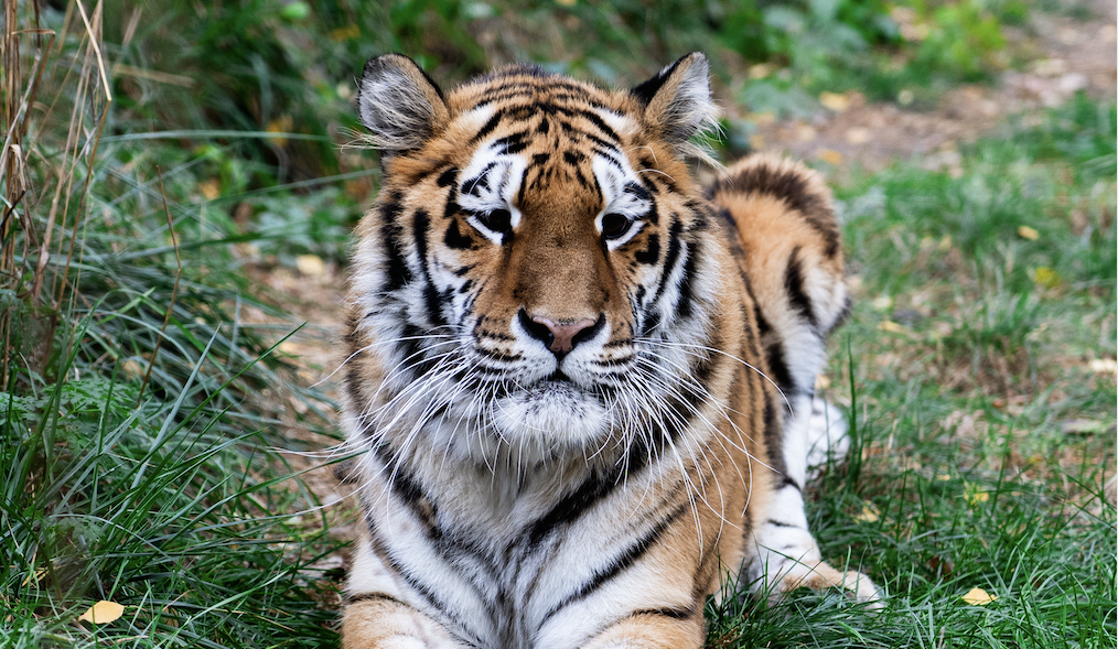 Для тигриці із зооцентру на Київщині шукають віртуального опікуна: подробиці
