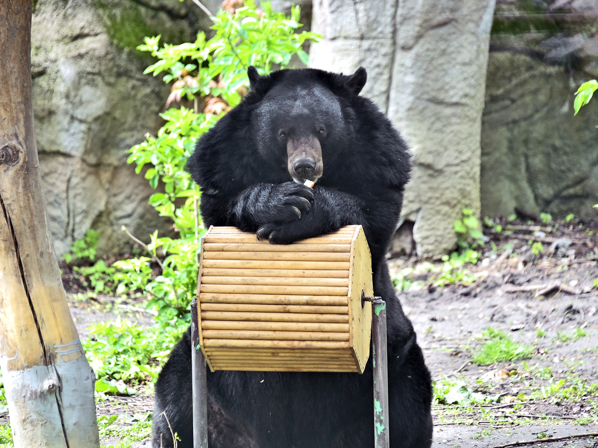 У Київському зоопарку оновили природні вольєри для ведмедів