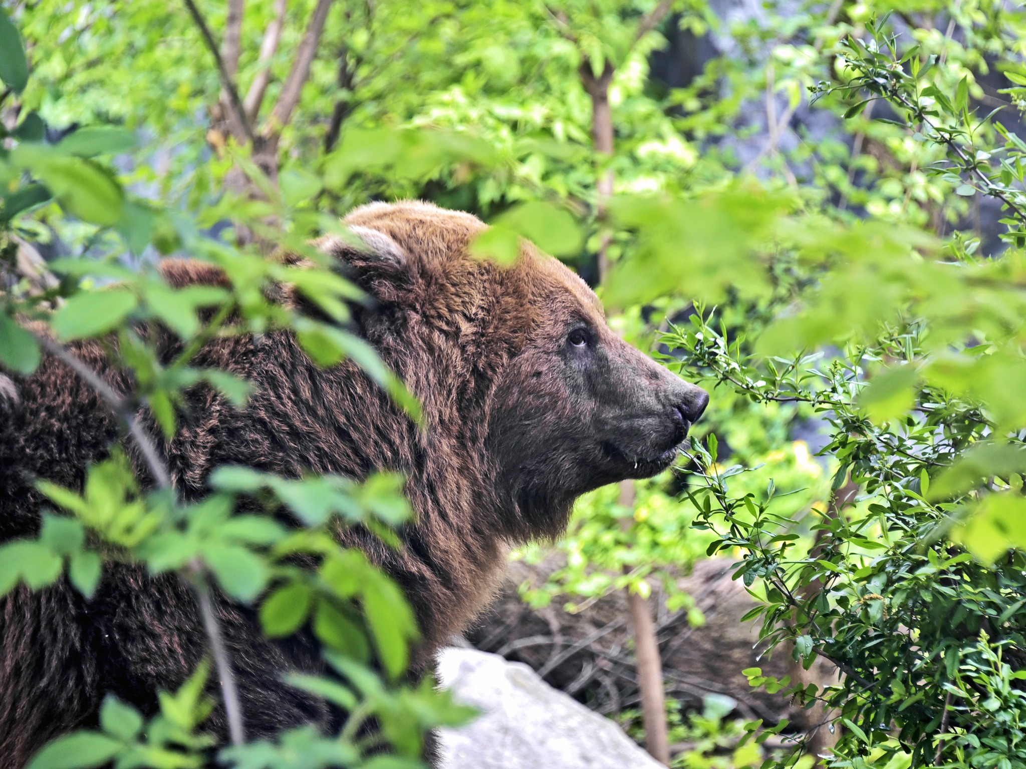 У Київському зоопарку оновили природні вольєри для ведмедів