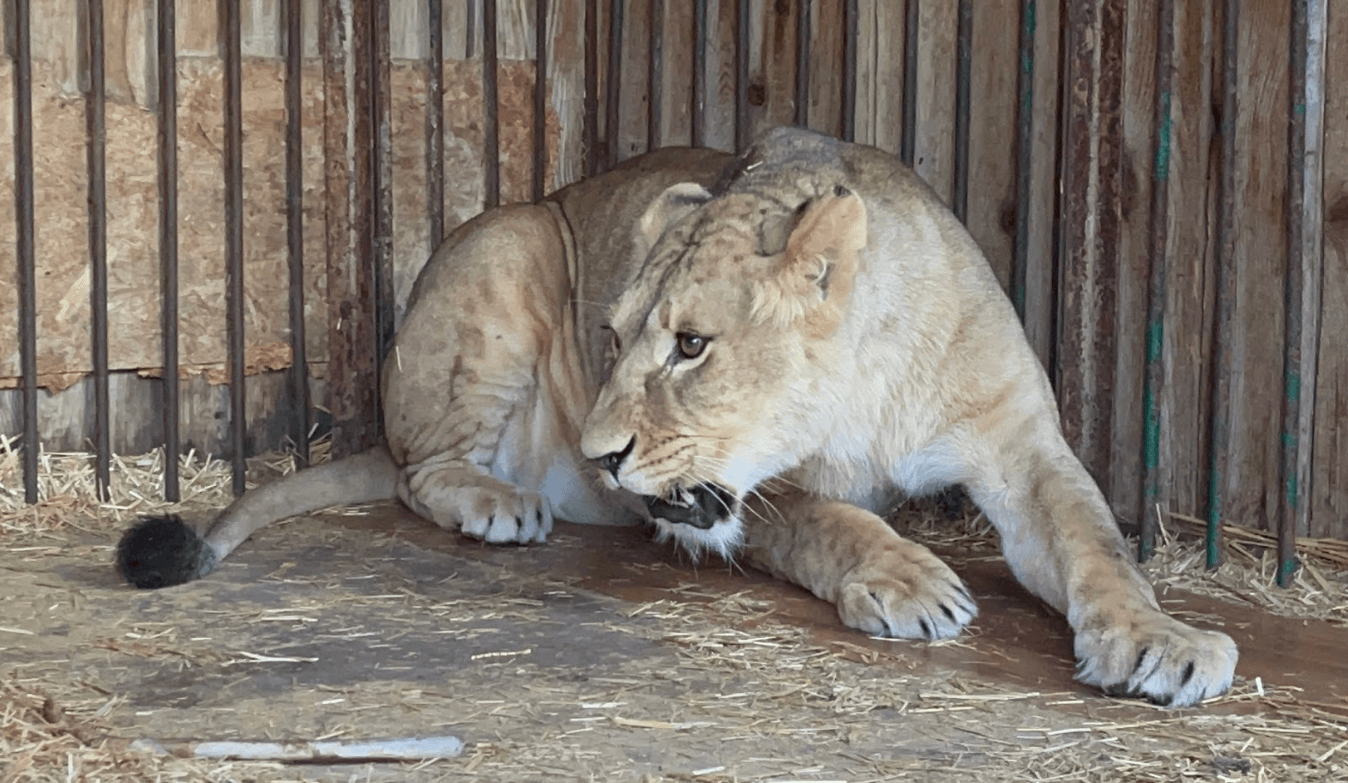 Для левиці із зооцентру на Київщині шукають віртуального опікуна: як допомогти