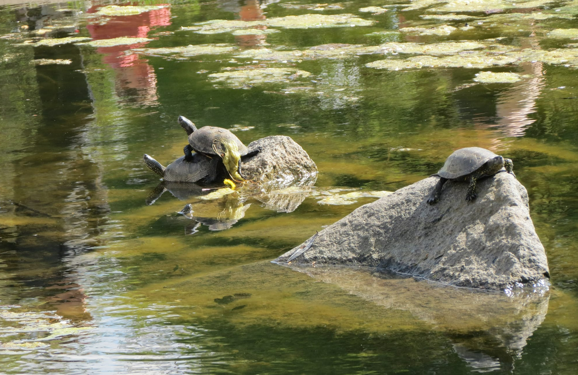 Черепахи в парку Перемога у Броварах, фото