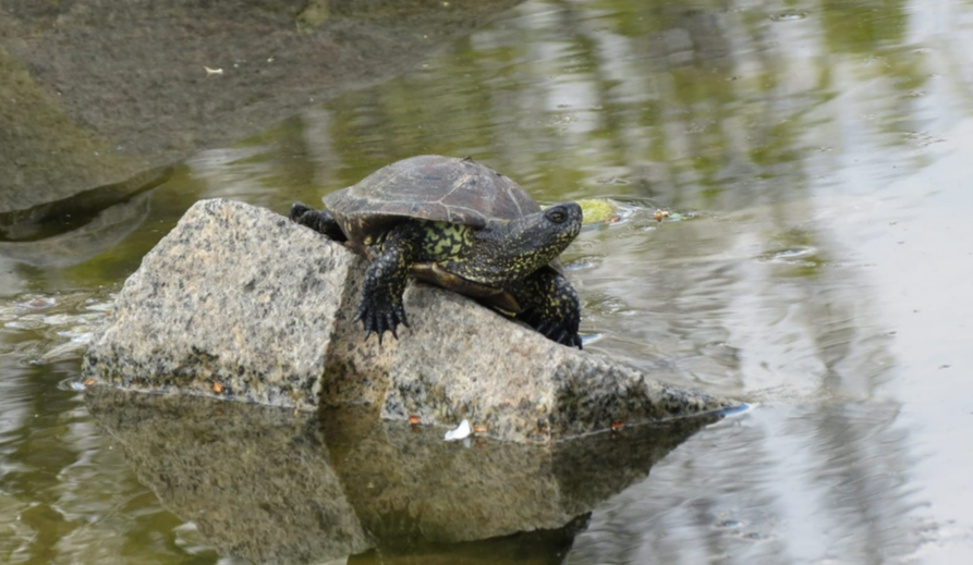 Черепахи в парку Перемога у Броварах