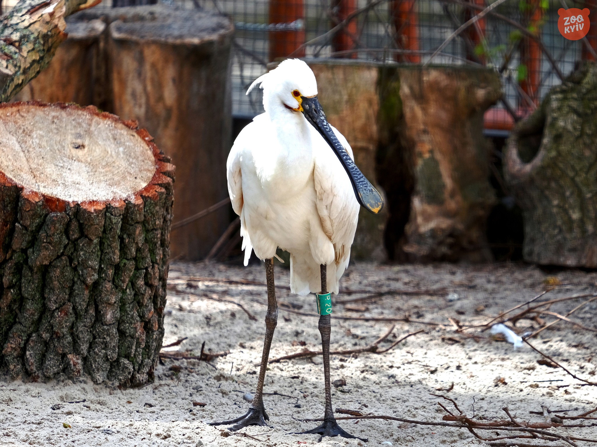 Екзотичні птахи Київського зоопарку повернулись до свого літнього вольєра