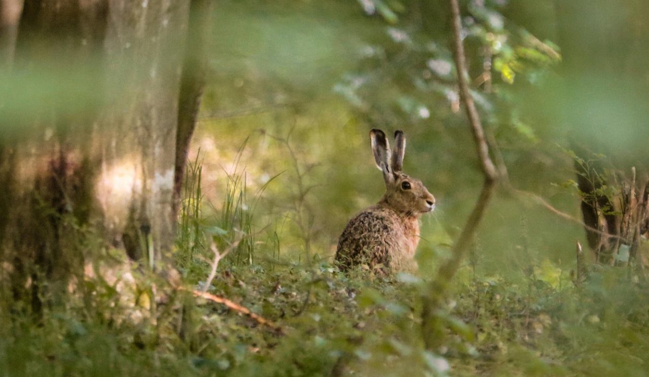 "Сезон тиші" в Україні: які діють заборони та які передбачені штрафи