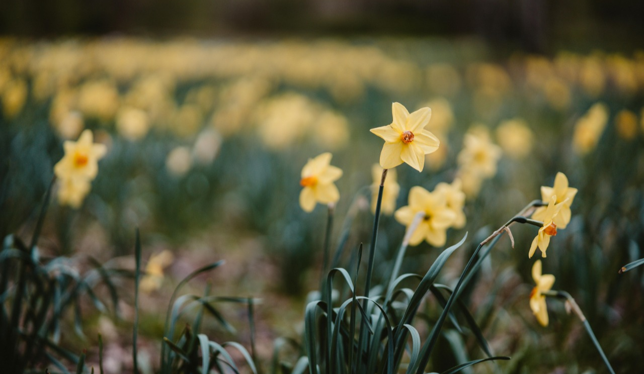 Один з найтепліших за весь час спостережень: погодні підсумки березня у Києві