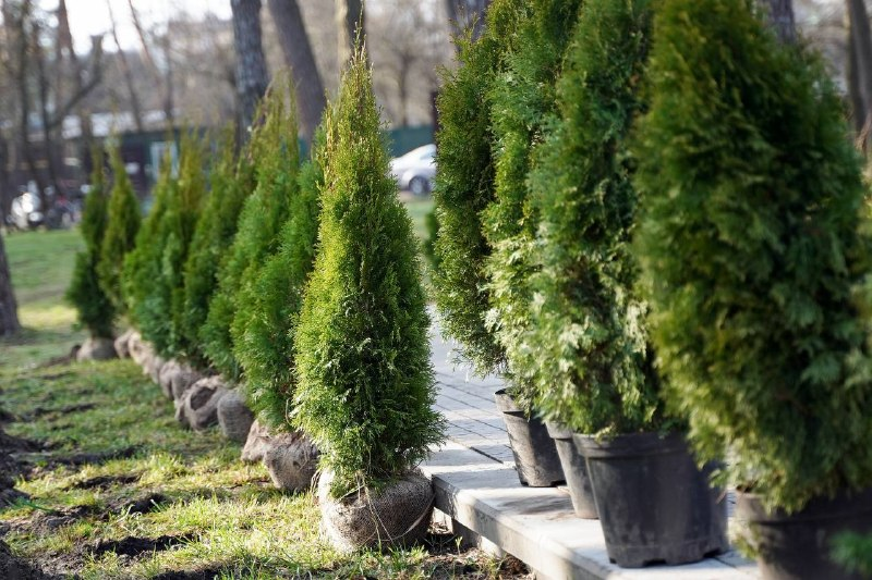 В Ірпені на Київщині висадили алею туй у пам’ять про загиблих українських воїнів: фото