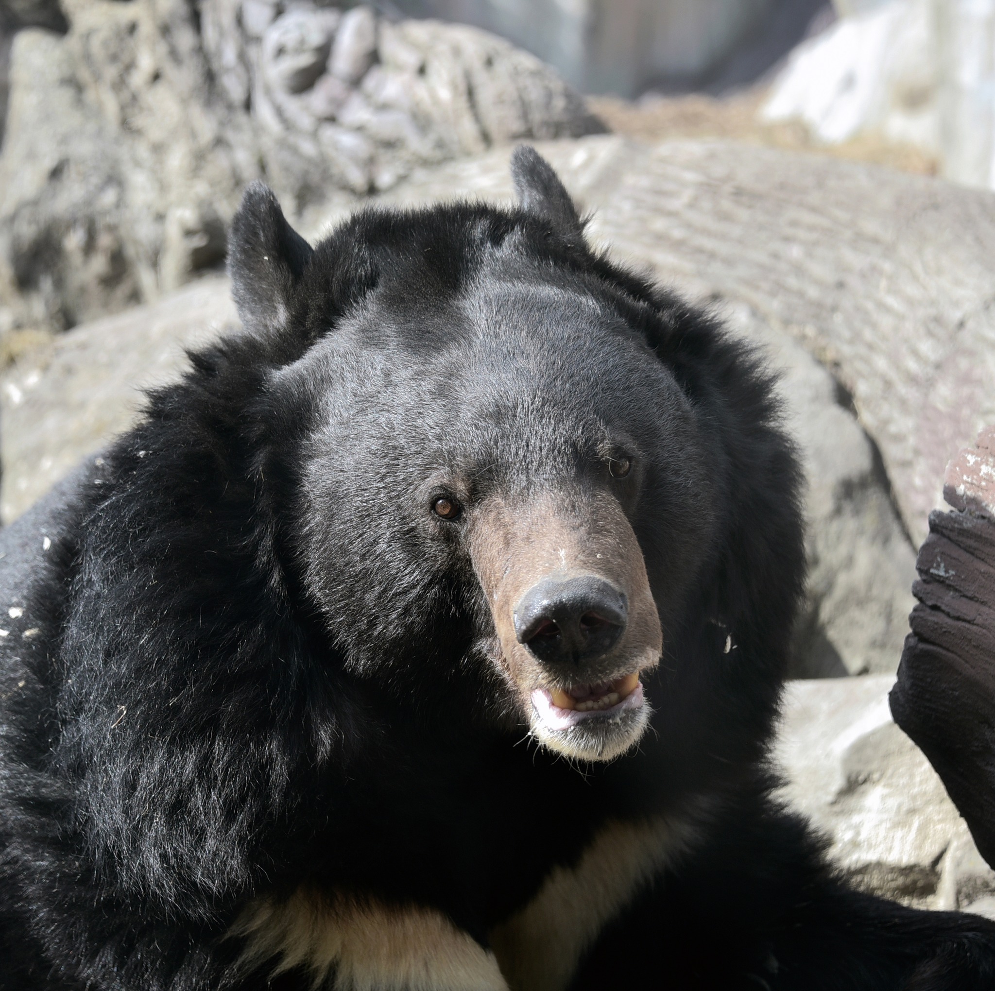 У КиївЗоо остаточно прокинулися ведмеді Бері та Боб