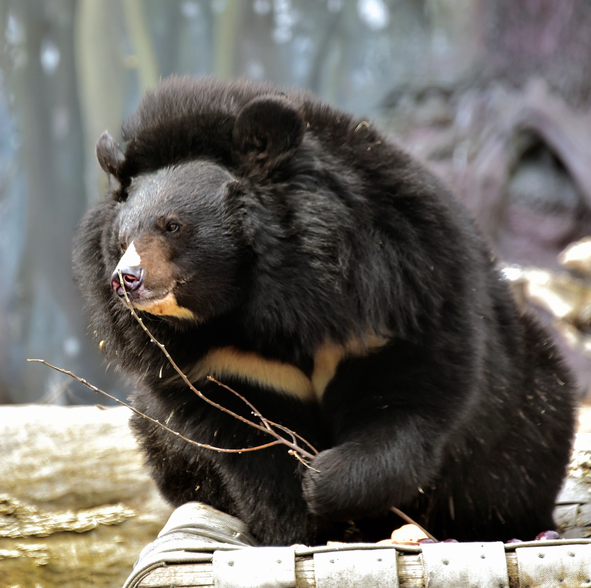 У КиївЗоо остаточно прокинулися ведмеді Бері та Боб