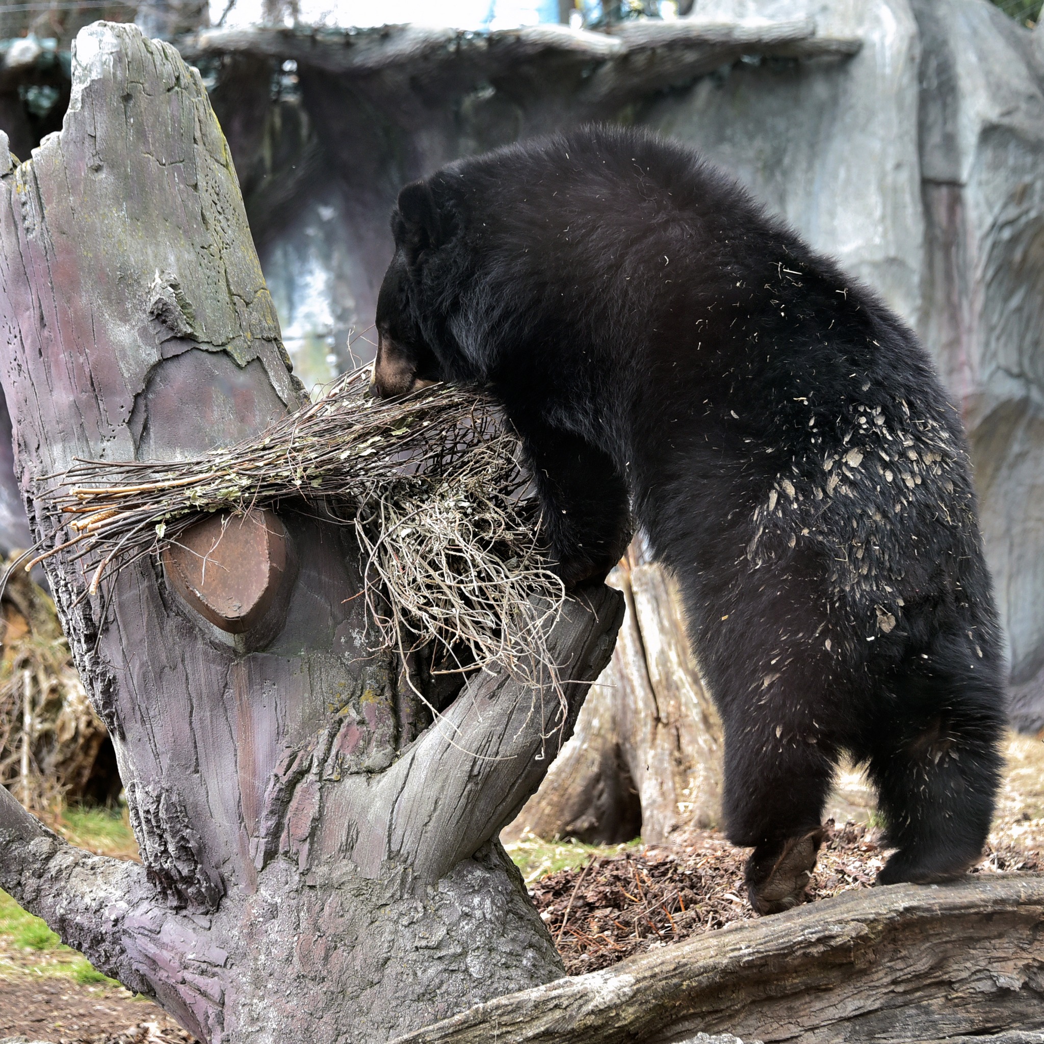 У КиївЗоо остаточно прокинулися ведмеді Бері та Боб